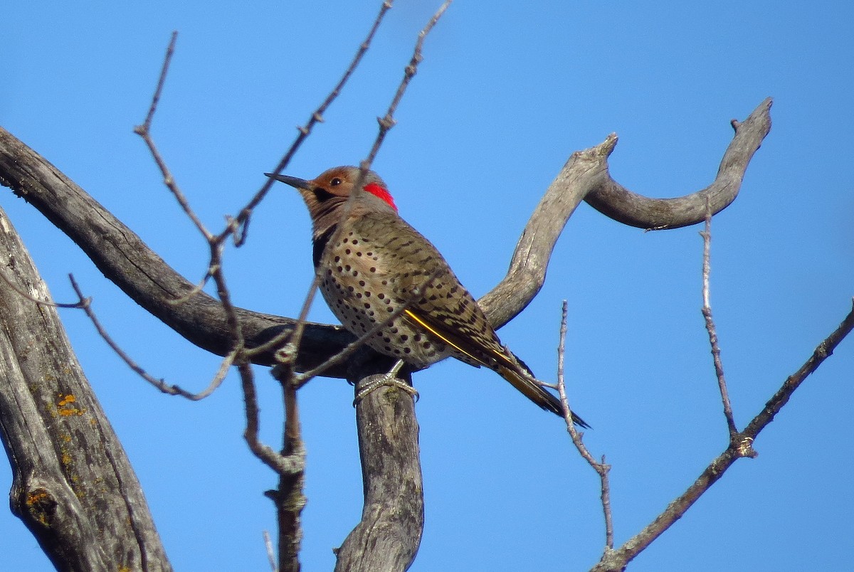Northern Flicker (Yellow-shafted) - ML536110931