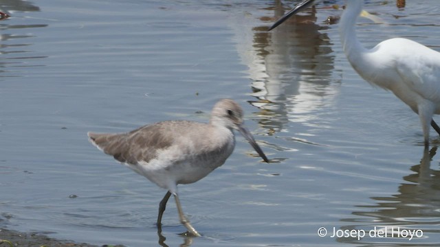 Willet - ML536112971