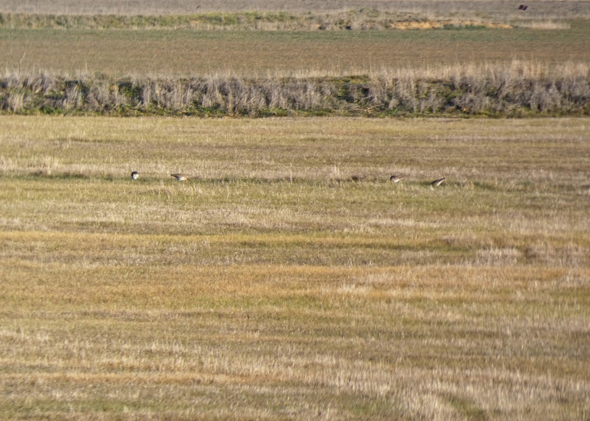 Black-tailed Godwit - ML536113071