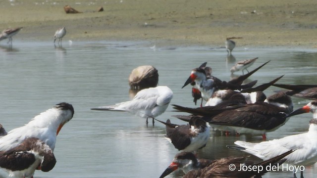 Gull-billed Tern - ML536113121