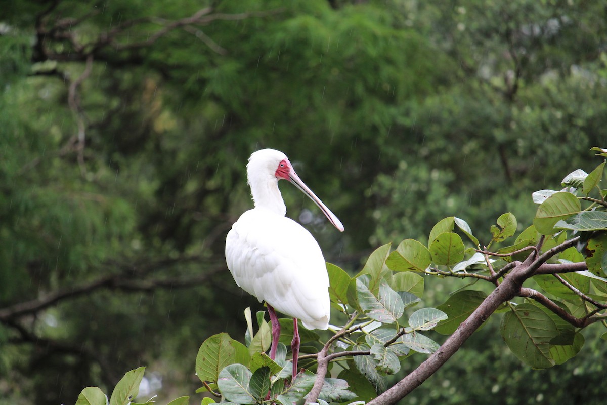 African Spoonbill - ML536113281