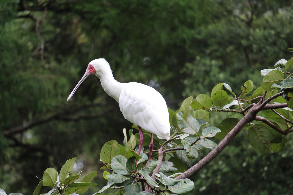 African Spoonbill - Timea Boros