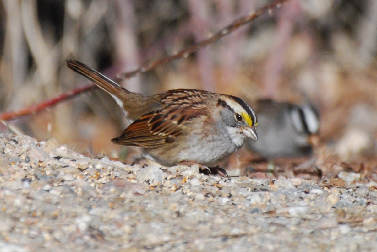 White-throated Sparrow - ML536114361