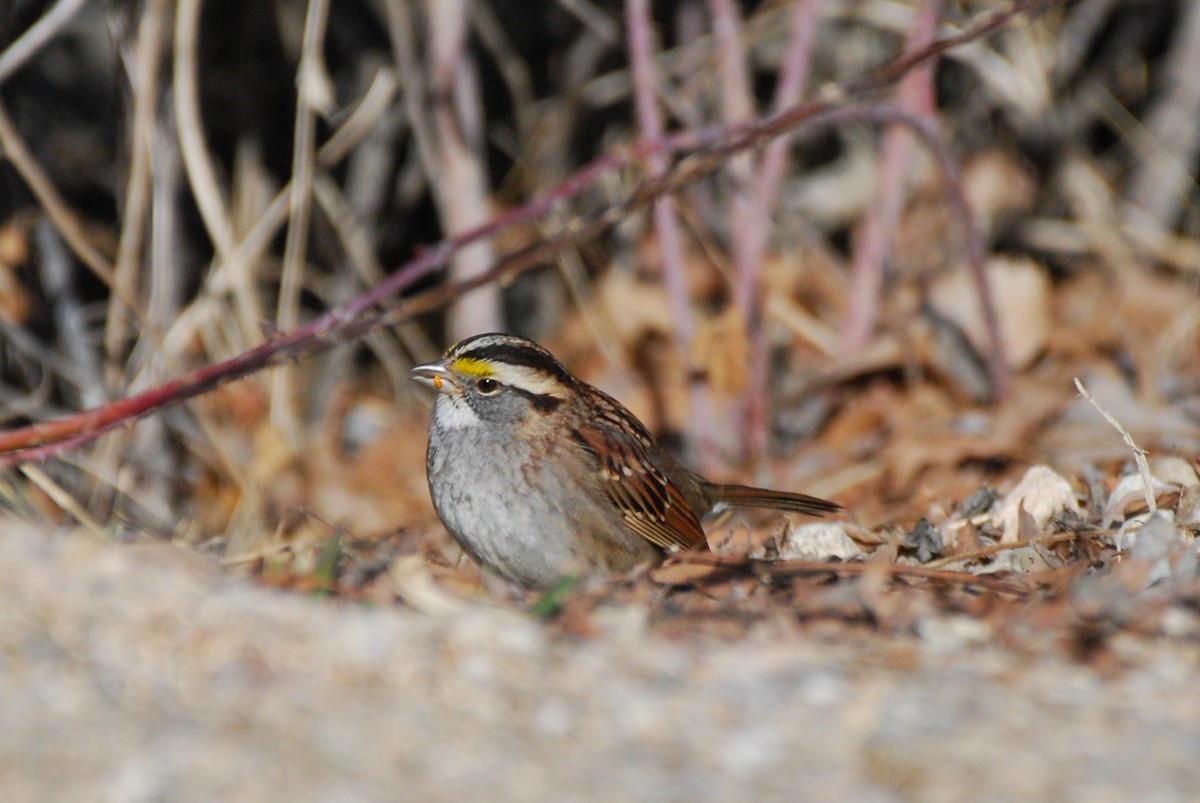 White-throated Sparrow - Rick Raymondi