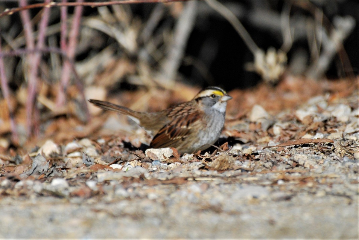 White-throated Sparrow - ML536114551