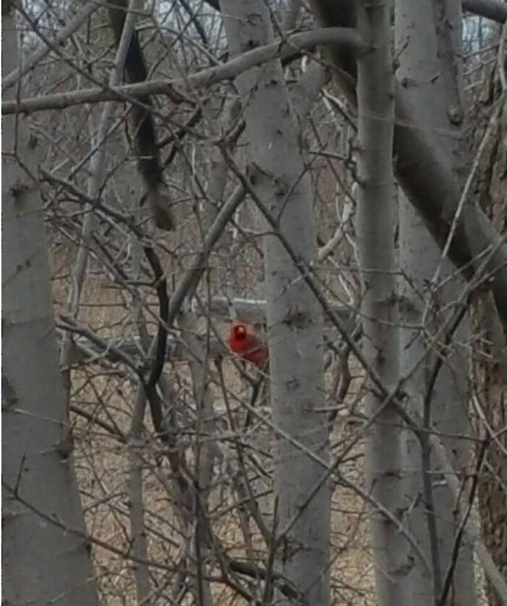 Cardinal rouge - ML53611511
