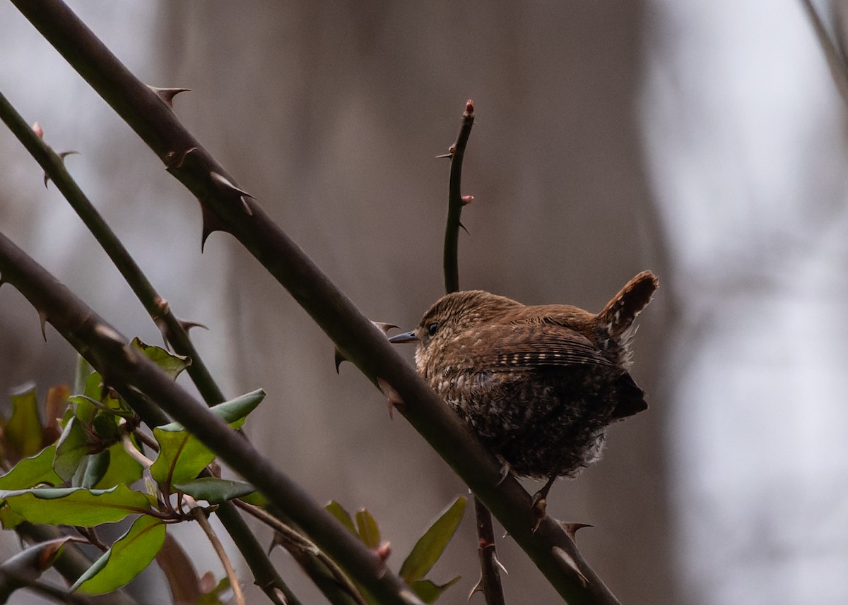 フユミソサザイ - ML536115361