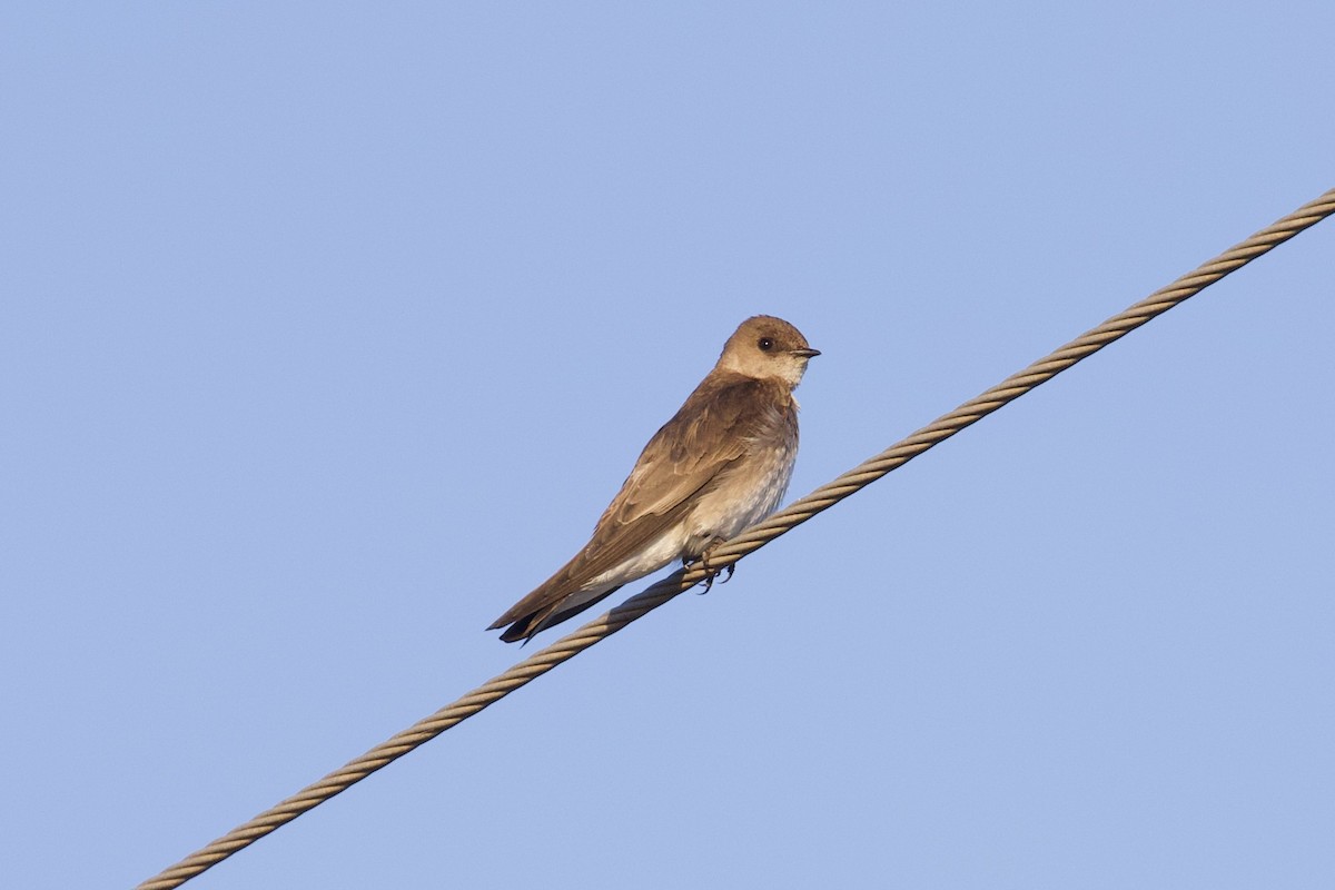 Northern Rough-winged Swallow - Zachary Tonzetich