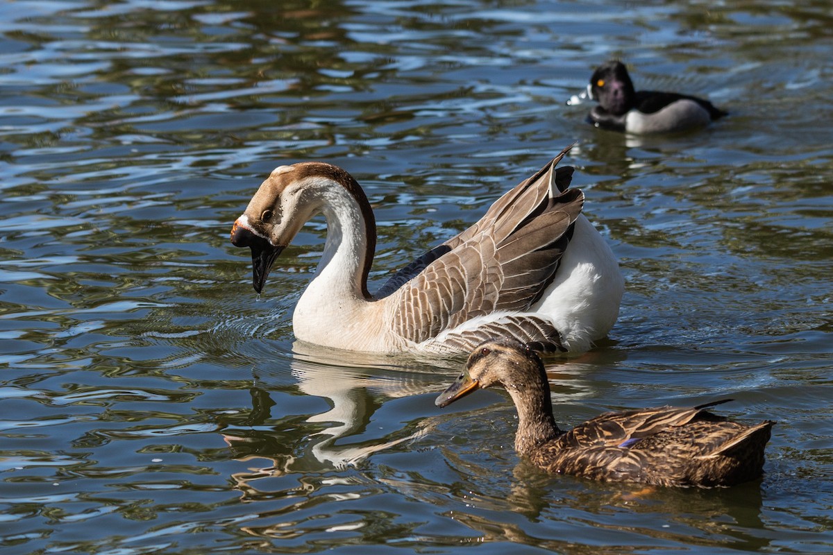 Swan Goose (Domestic type) - ML536116581