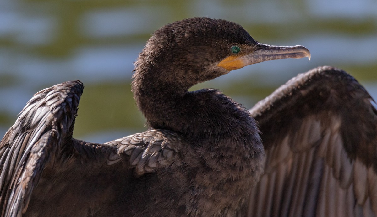 Neotropic Cormorant - ML536117231