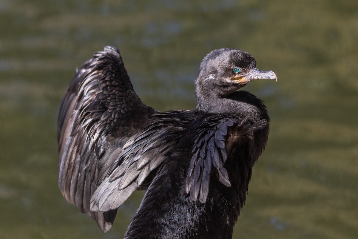 Neotropic Cormorant - ML536117541