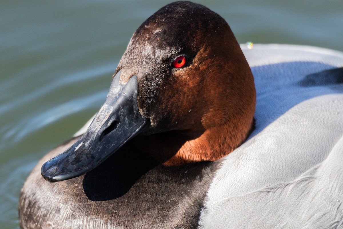 Canvasback - ML536118191