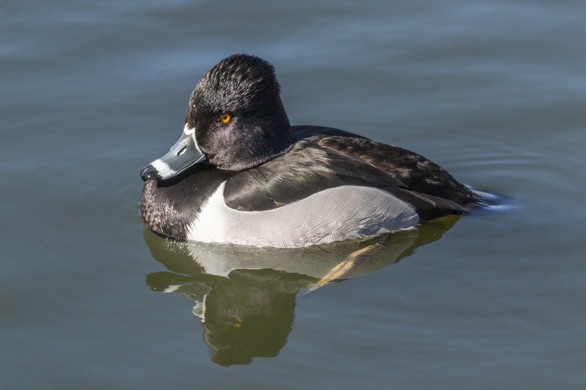 Ring-necked Duck - ML536118231