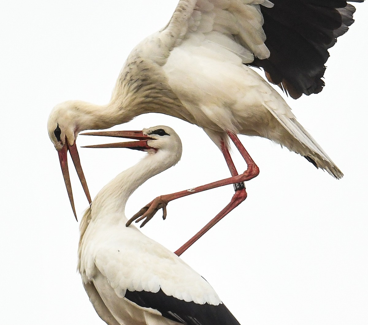 White Stork - ML536118611