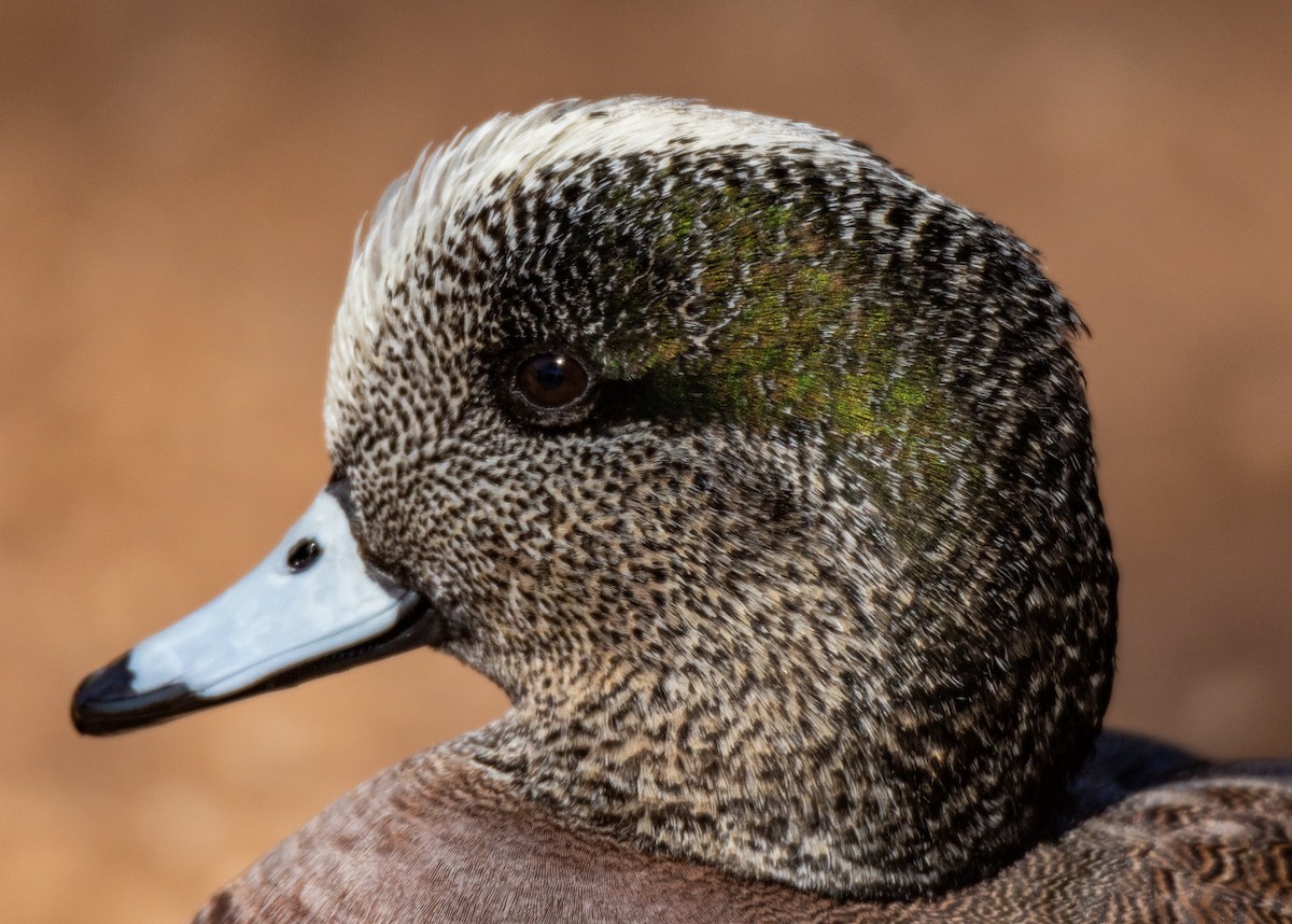 American Wigeon - ML536119331