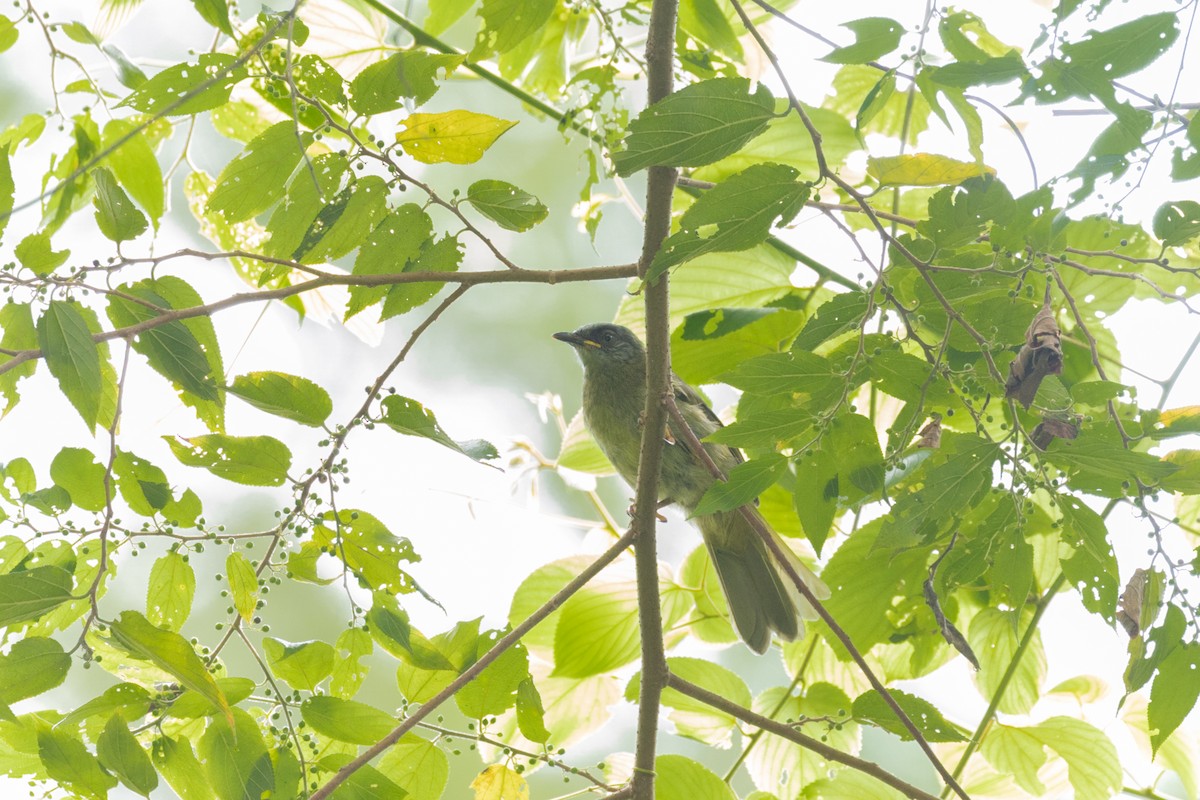 Stripe-cheeked Greenbul (Stripe-cheeked) - ML536119471