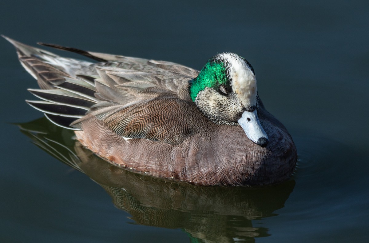 American Wigeon - ML536119481