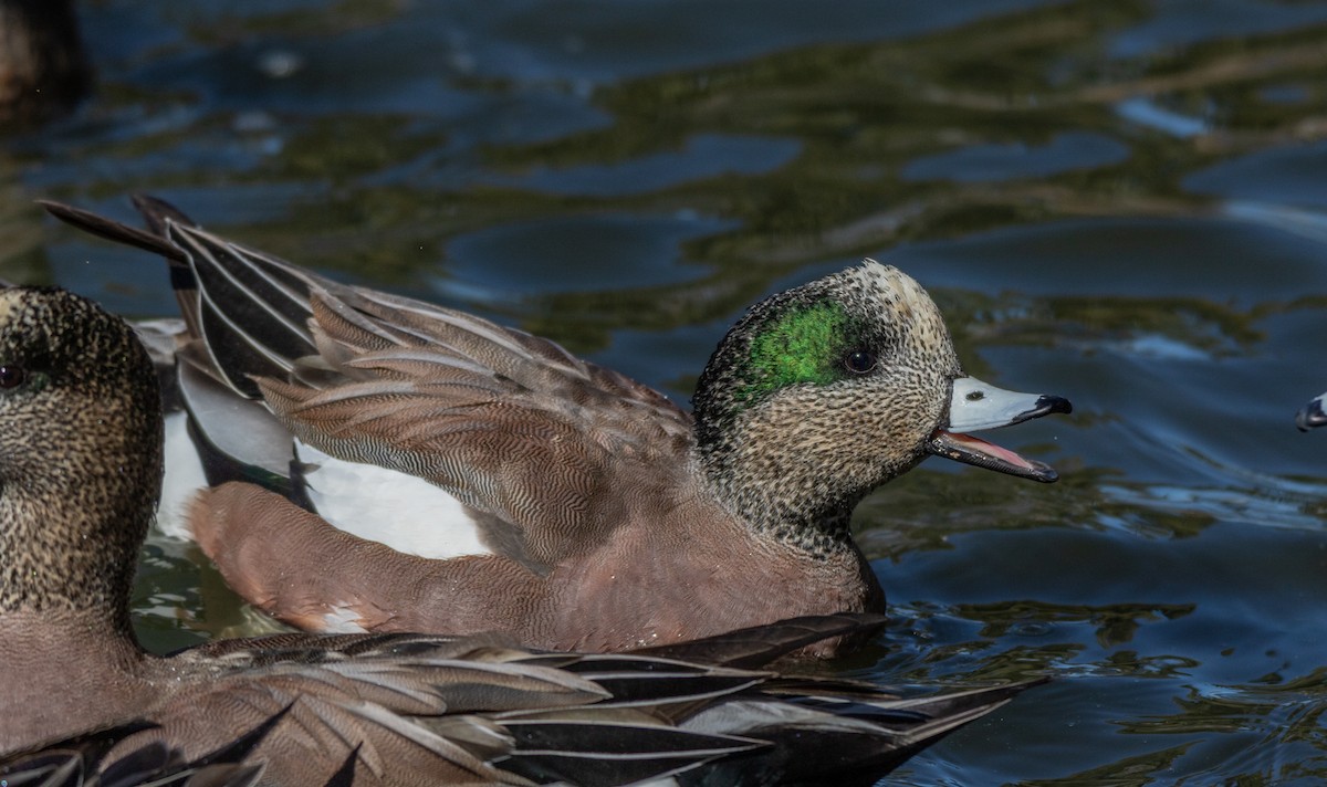 American Wigeon - ML536120541