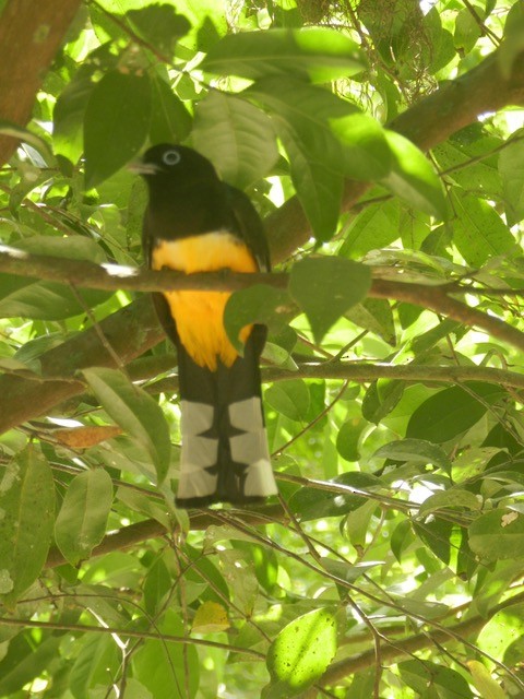 Black-headed Trogon - Bill Lindley