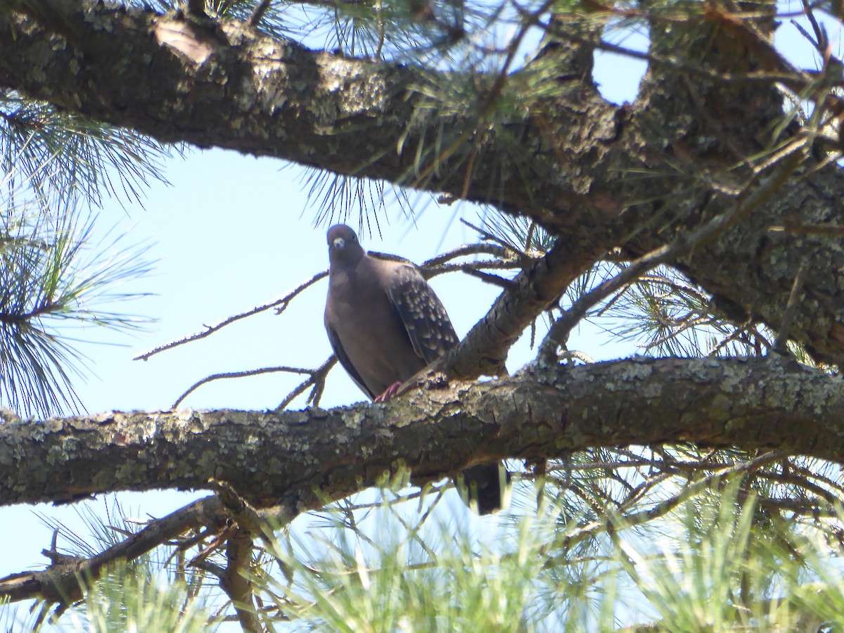 Pigeon tigré (maculosa) - ML536121251