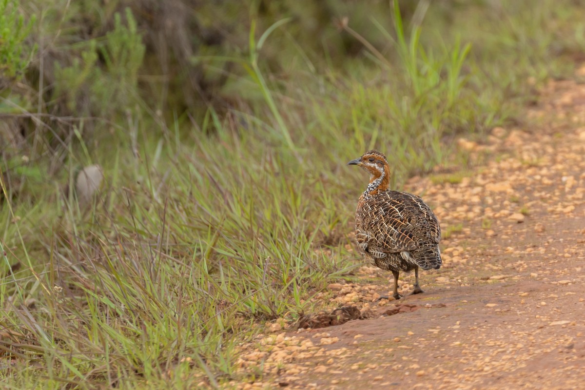 Red-winged Francolin - ML536123591