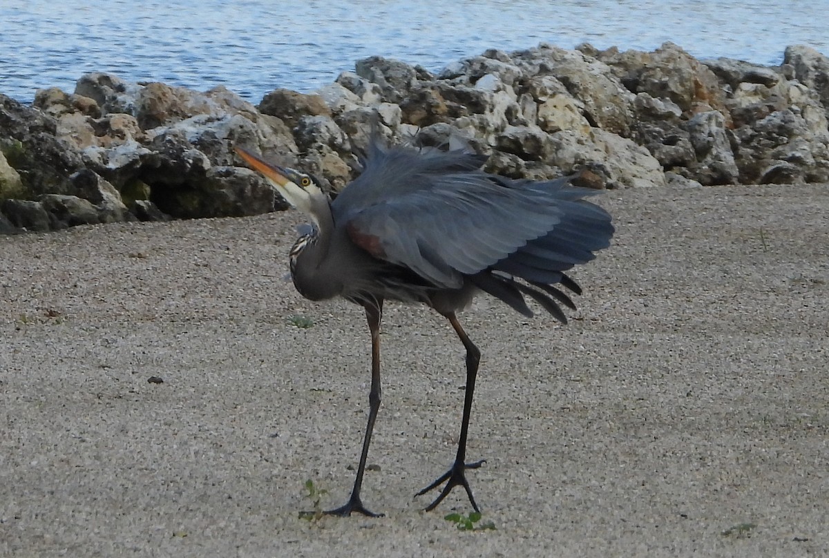 Great Blue Heron - ML536123951