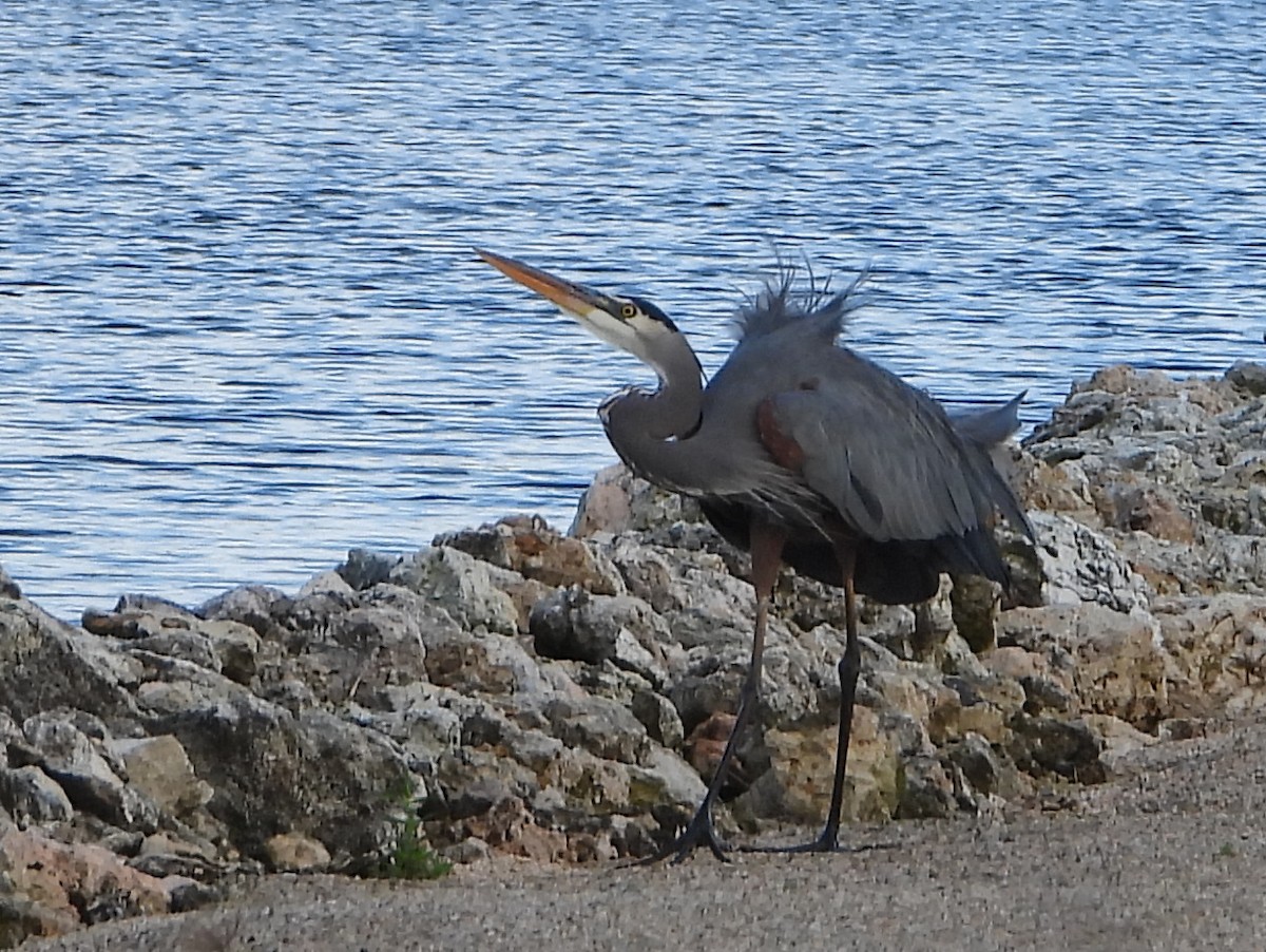 Great Blue Heron - ML536123961