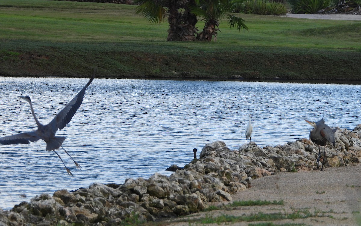 Garza Azulada - ML536123971