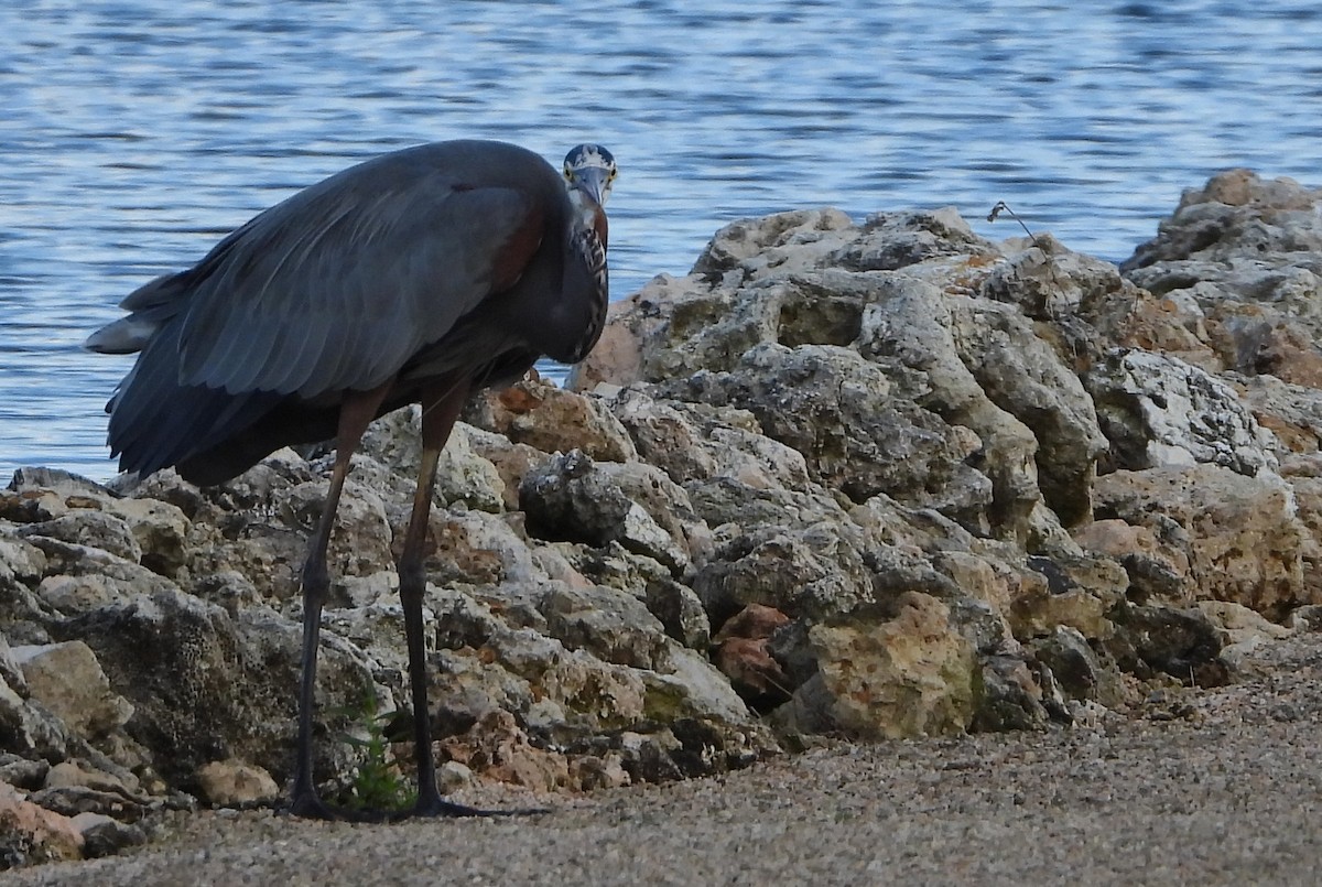 Garza Azulada - ML536123981