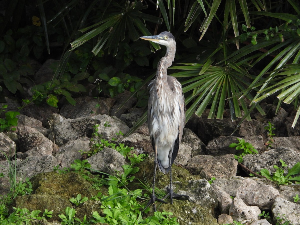 Great Blue Heron - ML536123991