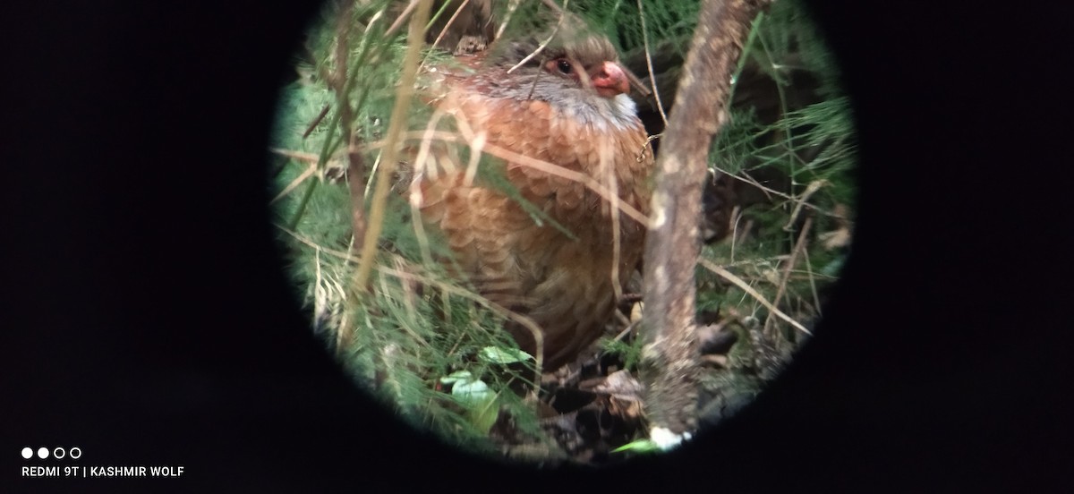 Bearded Wood-Partridge - ML536124041