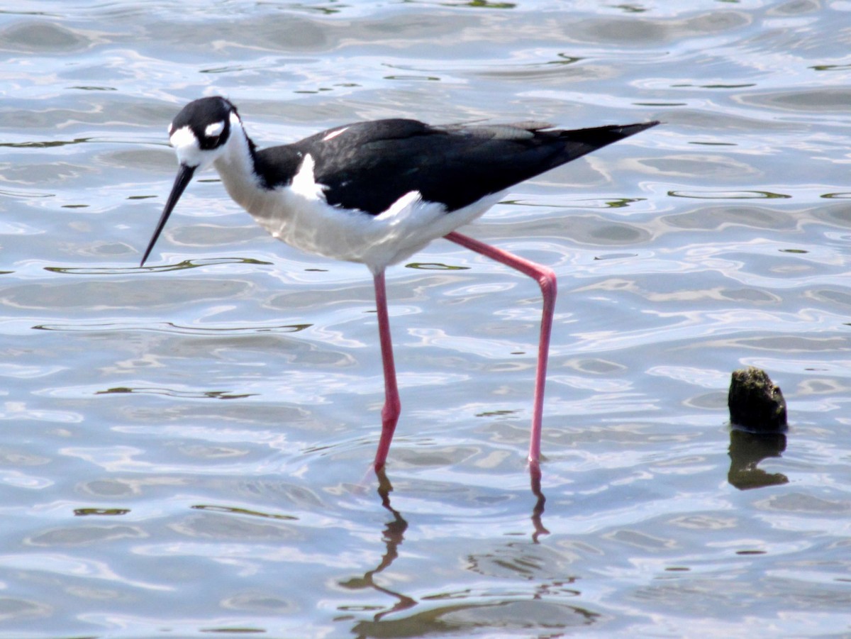 Black-necked Stilt - ML536124231