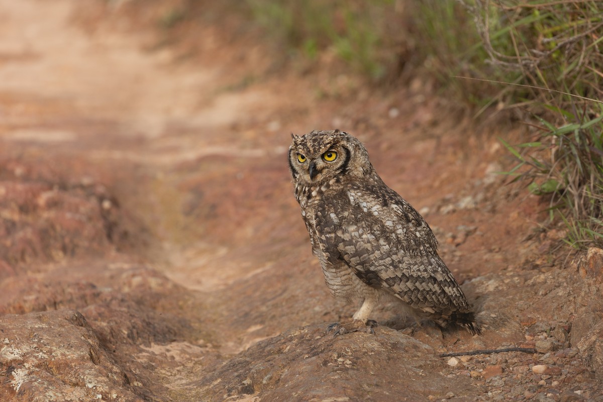 Spotted Eagle-Owl - ML536124671