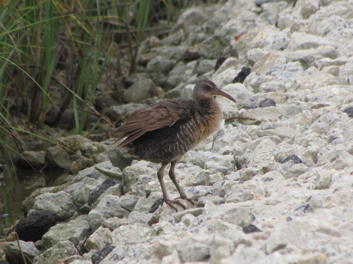 Clapper Rail - Patricia and Richard Williams