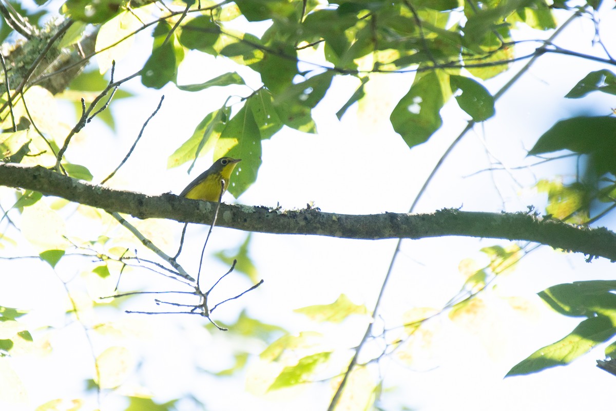 Canada Warbler - ML536127761