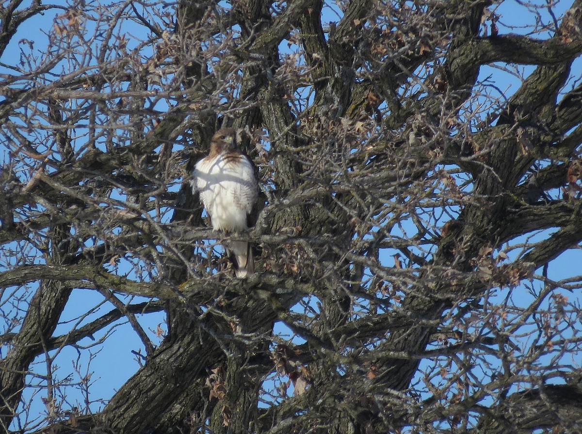 Red-tailed Hawk - ML536128991