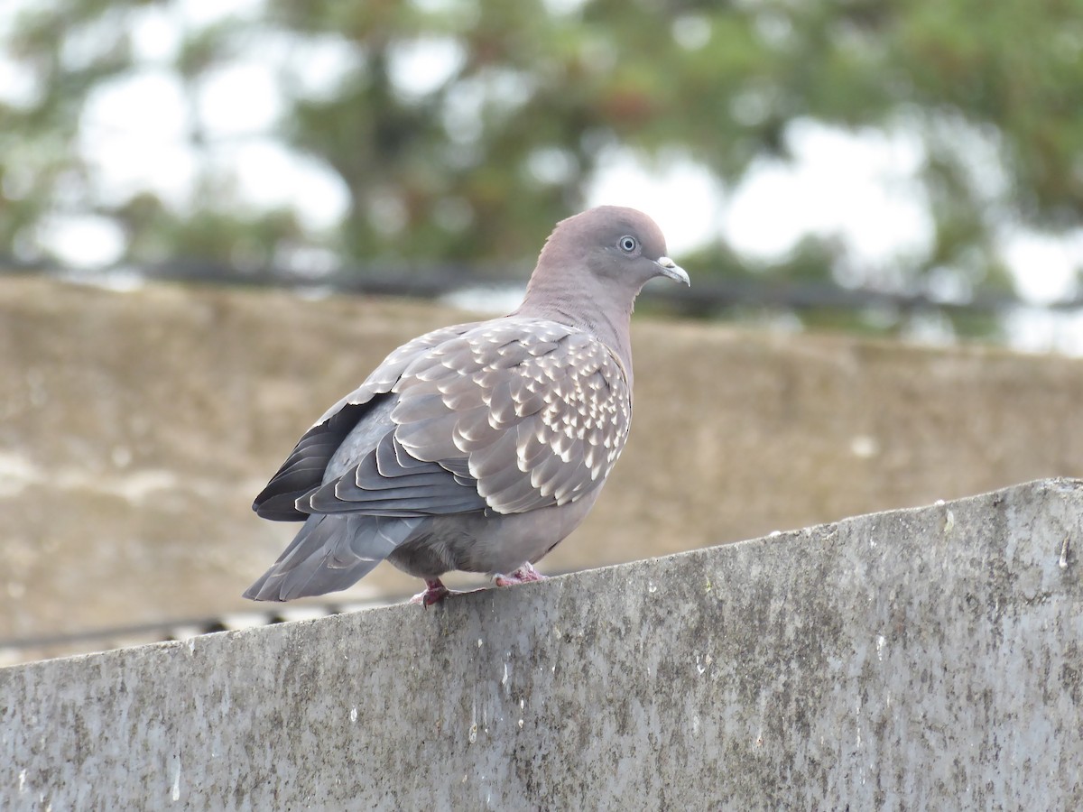 Pigeon tigré (maculosa) - ML536129011