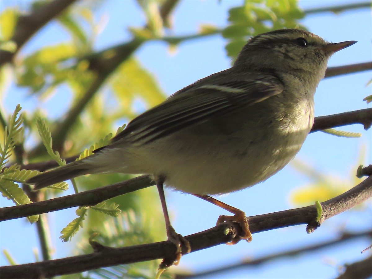 Hume's Warbler - ML536129101