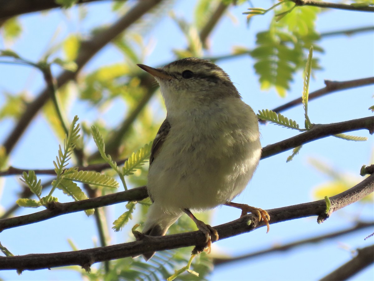 Hume's Warbler - ML536129141
