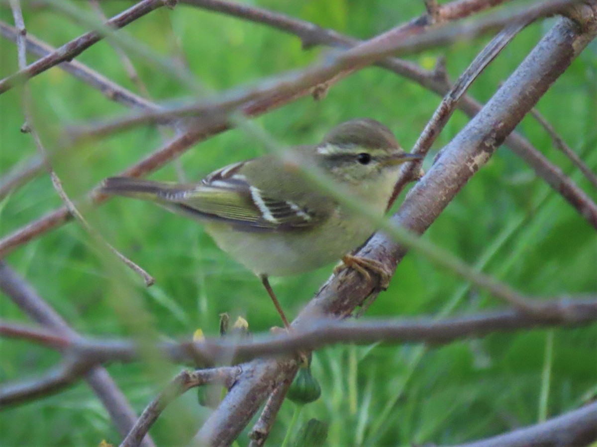 Hume's Warbler - ML536129201