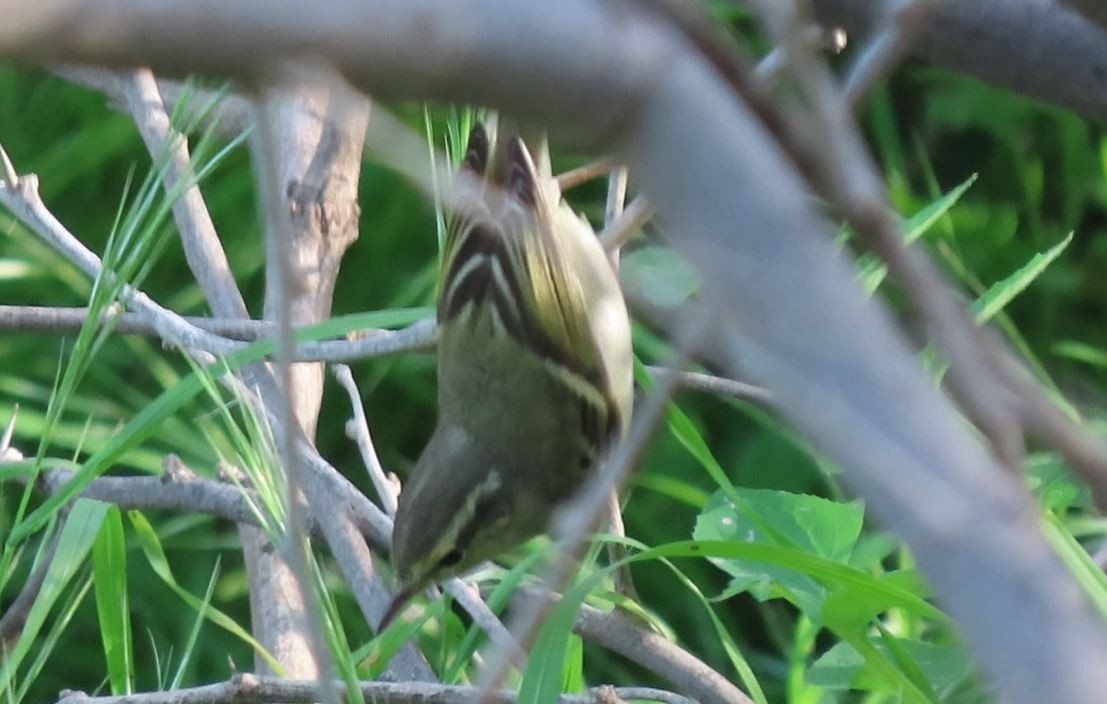 Hume's Warbler - ML536129241
