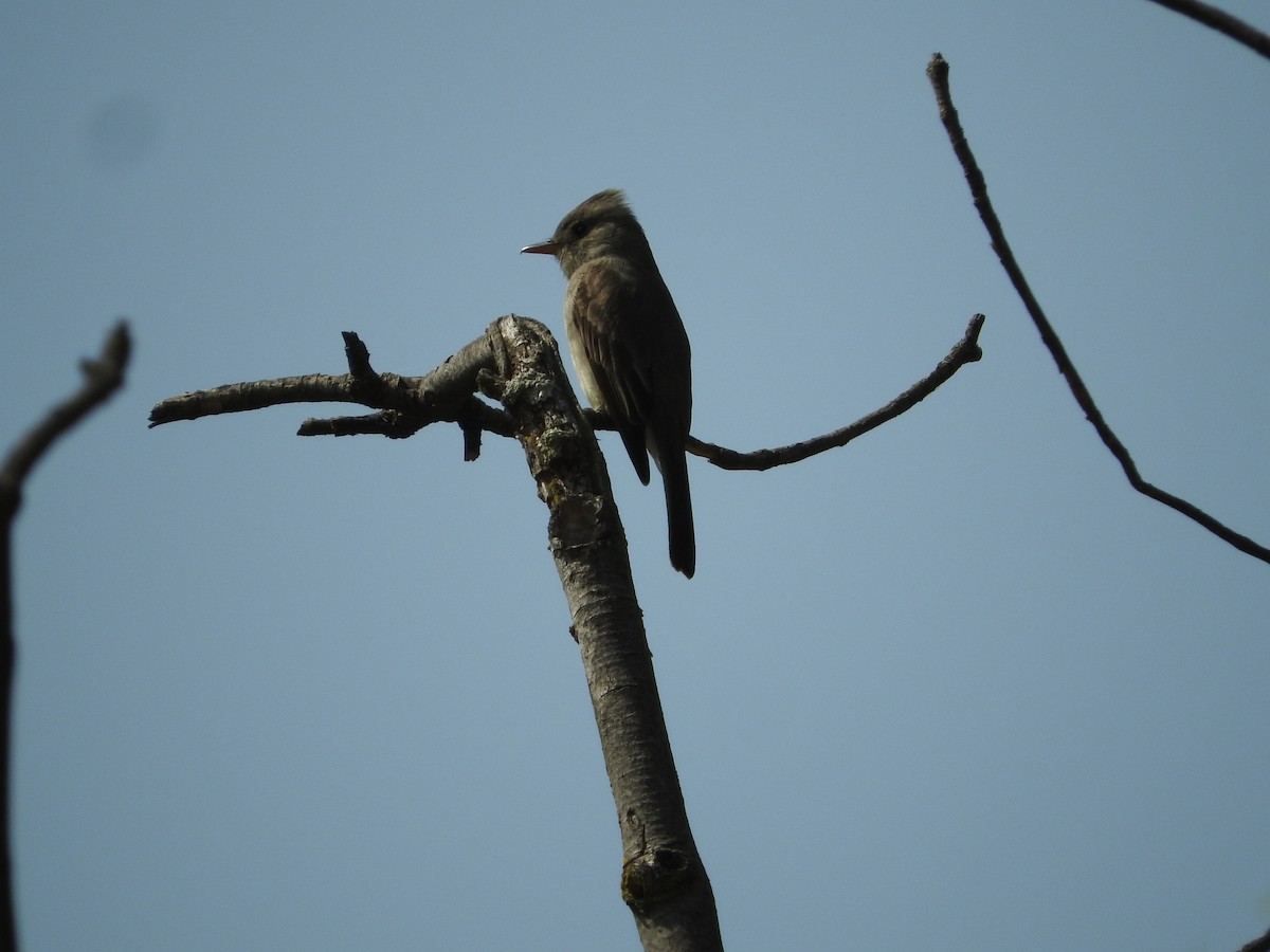 Greater Pewee - ML536130701