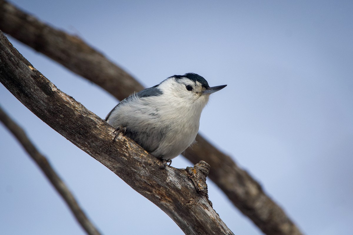 White-breasted Nuthatch - ML536131271