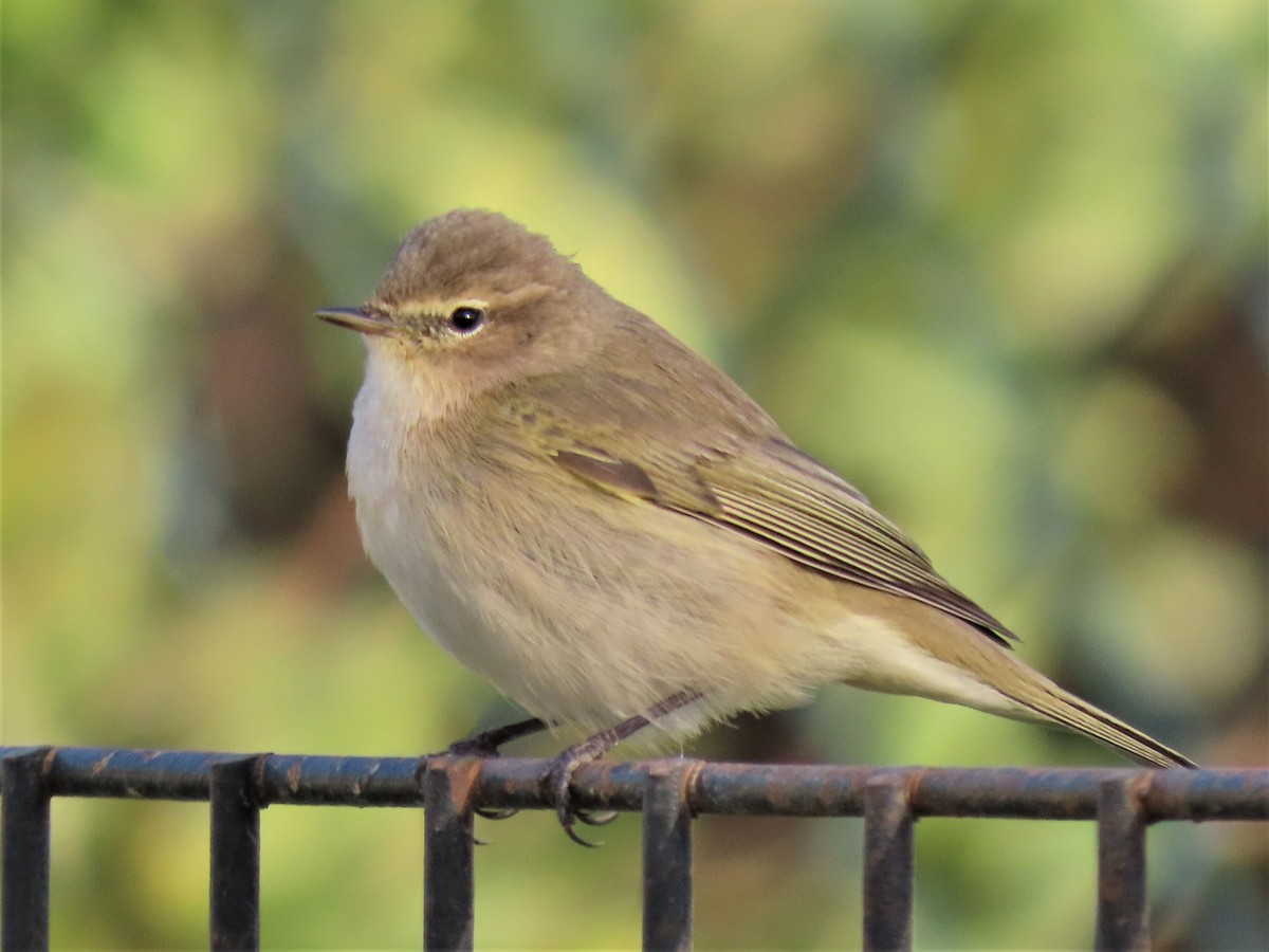 Common Chiffchaff - ML536131391