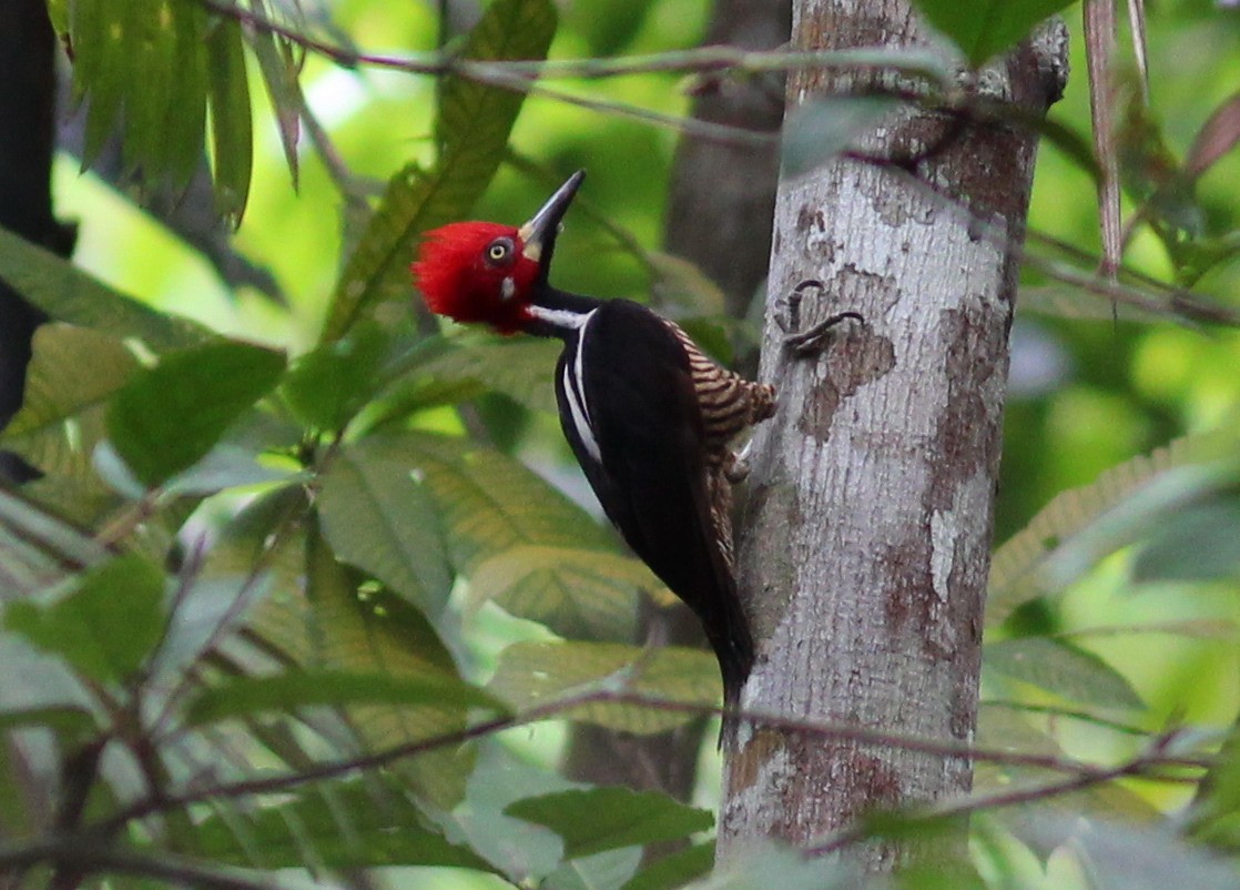 Crimson-crested Woodpecker - ML536132961