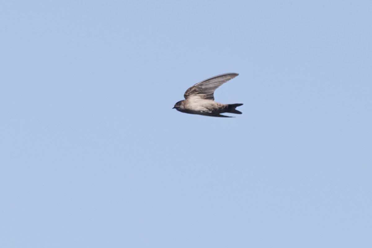 Brown-bellied Swallow - ML536135021