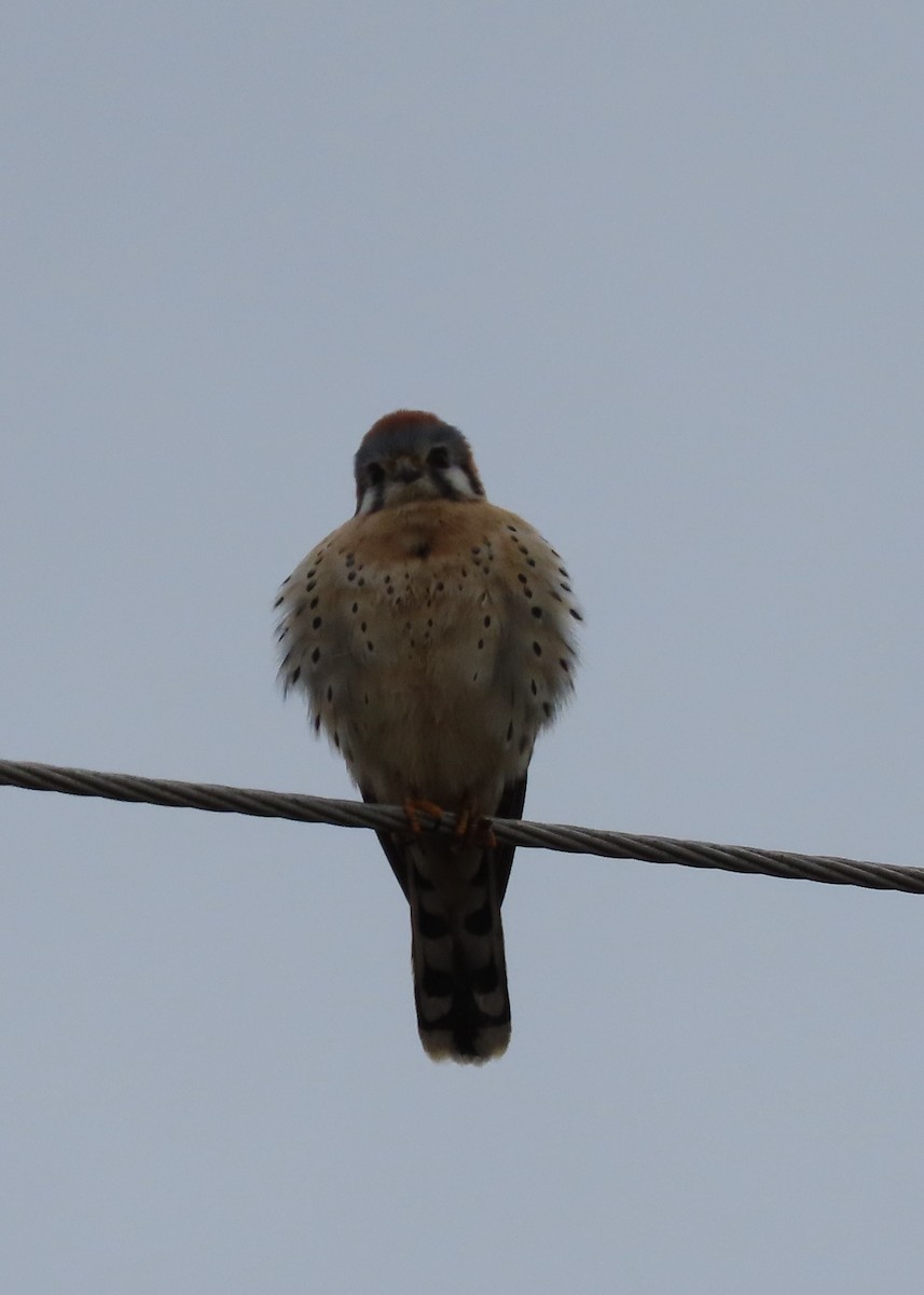 American Kestrel - ML536135051