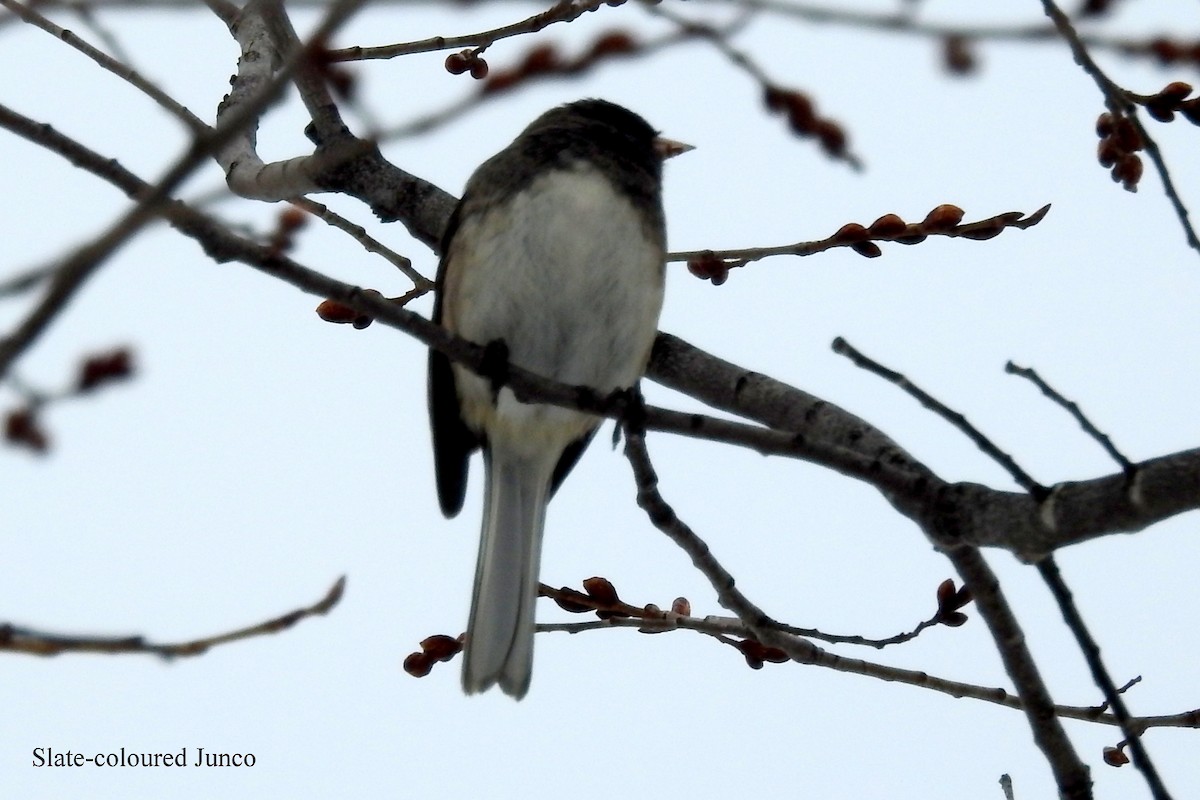 Dark-eyed Junco - ML53613991