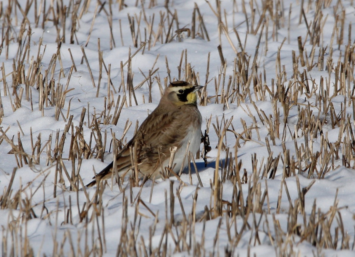 Horned Lark - ML536140221