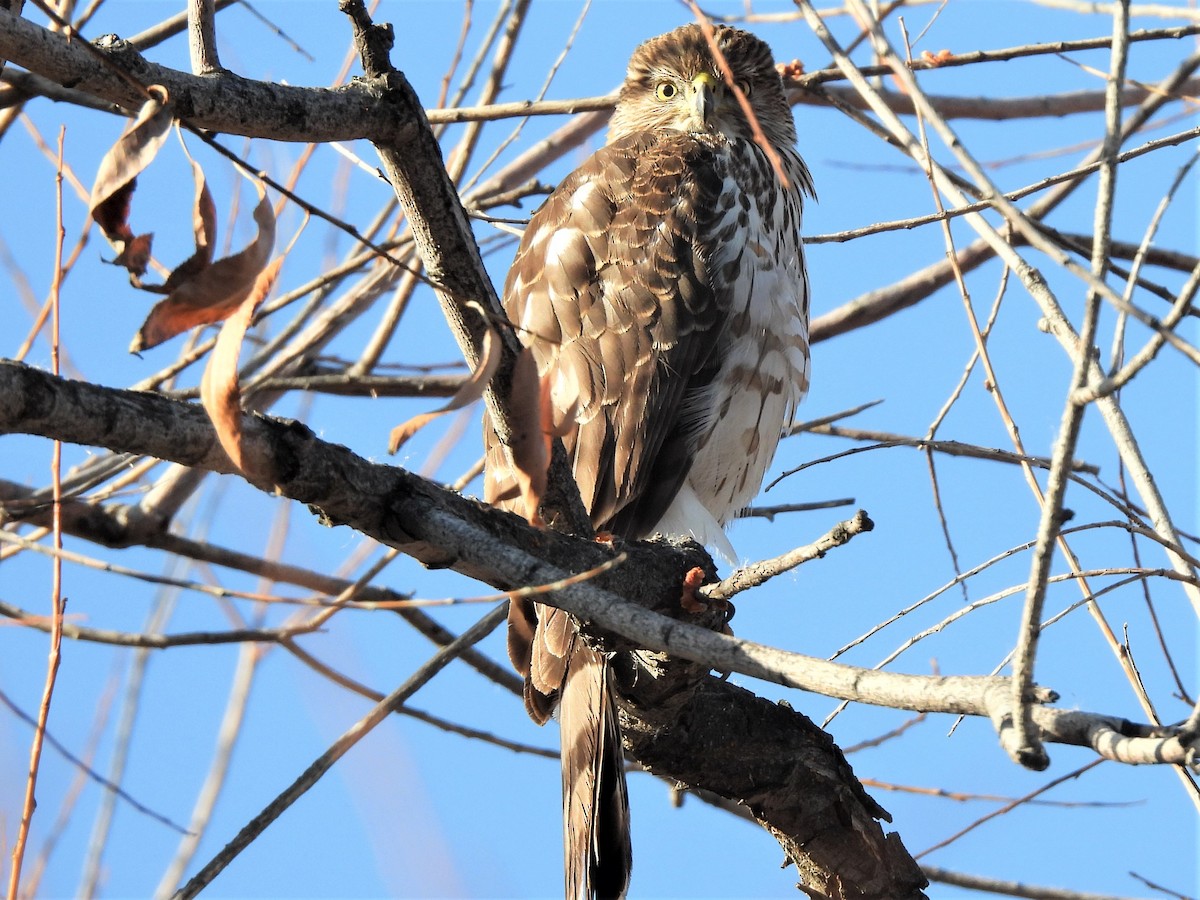 Cooper's Hawk - ML536142251